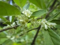 Soft macro focus delicate small flowers of Elaeagnus umbellata. Spring miracle of this blooming plant. Selective focus.