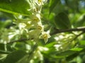 Soft macro focus delicate small flowers of Elaeagnus umbellata. Spring miracle of this blooming plant. Selective focus. Royalty Free Stock Photo
