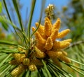 Soft macro focus of yellow cluster pollen-bearing male cones microstrobiles at the tip of Pitsunda pine Pinus brutia pityusa b