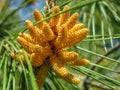 Soft macro focus of yellow cluster pollen-bearing male cones microstrobiles at the tip of Pitsunda pine Pinus brutia pityusa b