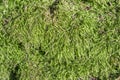 Soft mat of bright green moss Royalty Free Stock Photo