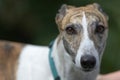 Soft medium full frame portrait of a pet dog looking at camera Royalty Free Stock Photo