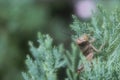 Soft mood of isolated brown grasshopper tropical green bush in the garden Royalty Free Stock Photo