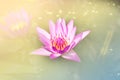Soft mood violet pink lotus blossom in dreamy yellow sun light w
