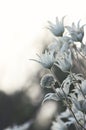 Soft moody Australian native flannel flowers, Actinotus helianthi, family Apiaceae Royalty Free Stock Photo