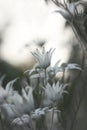 Soft moody white Australian Flannel Flowers at dusk