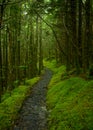 Soft Moss Lines Thick Trail Royalty Free Stock Photo