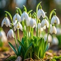 Snowdrops natural design Royalty Free Stock Photo