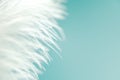 Soft natural feather. White ostrich fluff. Empty copy space in right side for creative design or text. Mockup style