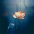 Soft Natural Light Reflection On Lotus Flower: A Blurry Analog Photograph