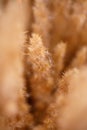 A soft neutral abstract background of a seed head macro