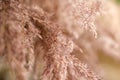 A soft neutral abstract background of a seed head macro