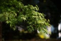 Soft new green leafs of Japanese maple in sunshine day Royalty Free Stock Photo