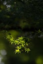 Soft new green leafs of Japanese maple in sunshine day Royalty Free Stock Photo