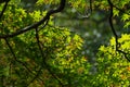 Soft new green leafs of Japanese maple in sunshine day Royalty Free Stock Photo