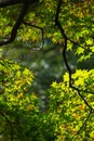 Soft new green leafs of Japanese maple in sunshine day Royalty Free Stock Photo