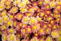 Soft orange Chrysanthemum flowers nature abstract background Royalty Free Stock Photo