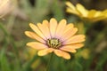 orange african daisy Royalty Free Stock Photo