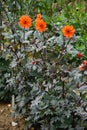 Dahlia Bishop of Oxford, orange flower