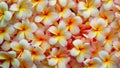 Soft orange plumeria frangipani flower background, abstract and sweet Royalty Free Stock Photo