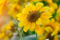 soft orange sun light Big yellow sunflower flower close up pollen and petal in rural of Thailand Royalty Free Stock Photo