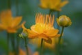 Soft orange yellow flowers close up against blurred green and blue background Royalty Free Stock Photo