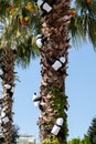 Soft panda toys with parrots decoration on palm trees