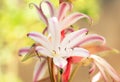 Soft, pastel colored photo of a tiny green bee on a petal of a variegated Amaryllis flower