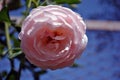 Soft pastel pink terry rose blooming on green bush, petals close up detail, soft blurry blue sky bokeh background Royalty Free Stock Photo