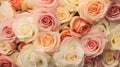 soft pastel roses background