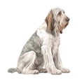 Soft Pastel Watercolor Painting of a Minimalist Spinone Italiano. Perfect for Invitations and Posters.