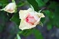 Soft pastel yellow-pink roses buds blooming on green bush, soft blurry bokeh Royalty Free Stock Photo