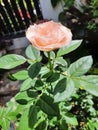 Soft peach rose in sunny day