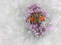 Soft Peacock butterfly on Vervain flower. Aglais io with Verbena bonariensis aka, the purpletop vervain.