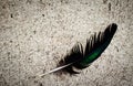 A soft peacock feather