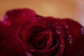 Soft petals of red rose in water drops