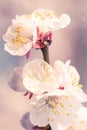 Soft photo of a blooming fruit almond tree