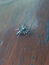 Soft photo, spider on the loose, Defocuss Royalty Free Stock Photo