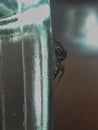 Soft photo, spider on the loose, Defocuss Royalty Free Stock Photo