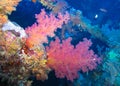Soft pink Alcyonaria corals on a coral reef in the Red Sea Royalty Free Stock Photo