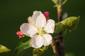 Soft Pink White Apple Blossom Flowers in Spring in the Month of April