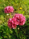 pink Armeria Anna Maria in a green frame