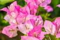 Soft pink bougainvillea flowers