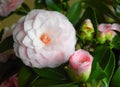 Soft pink camellia flower, romantic and perfect Royalty Free Stock Photo