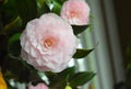 Soft pink camellia- romantic and perfect flower Royalty Free Stock Photo