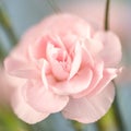 Soft pink carnation flower with pastel color background Royalty Free Stock Photo