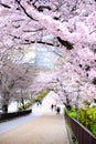 Soft pink cherry blossom park road slope way with fence, down there many people coming to see the flower blooming in spring season