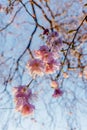 Soft Pink Cherry Blossoms in Full Bloom Against a Clear Sky Royalty Free Stock Photo