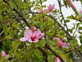 Soft pink chinese hibiscus flowers - Hibiscus rosa-sinensis Royalty Free Stock Photo