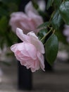 A soft pink climbing rose on an arbor Royalty Free Stock Photo